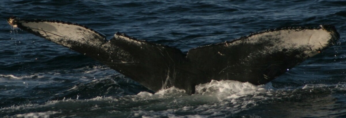 Fluke of CRC-12456