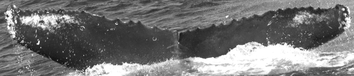 Fluke of CRC-12289