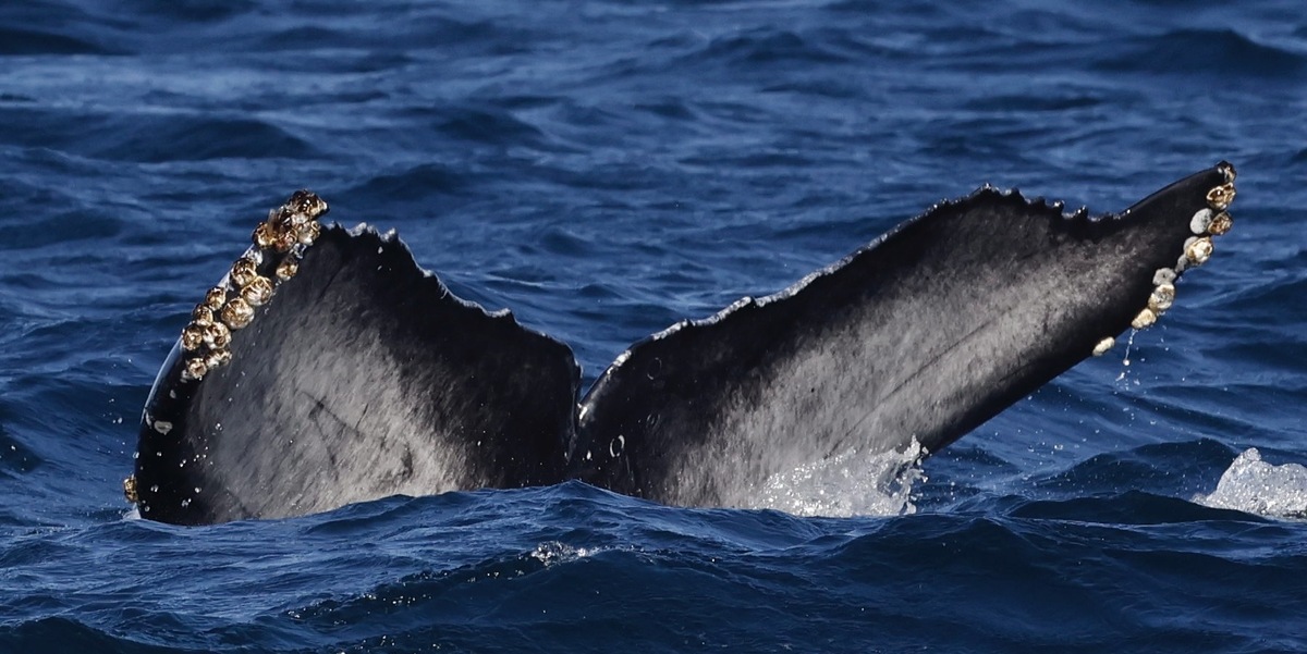 Fluke of 2024-2025 calf of CRC-11875