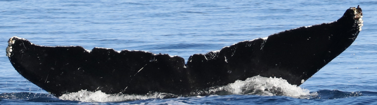 Fluke of CRC-11430