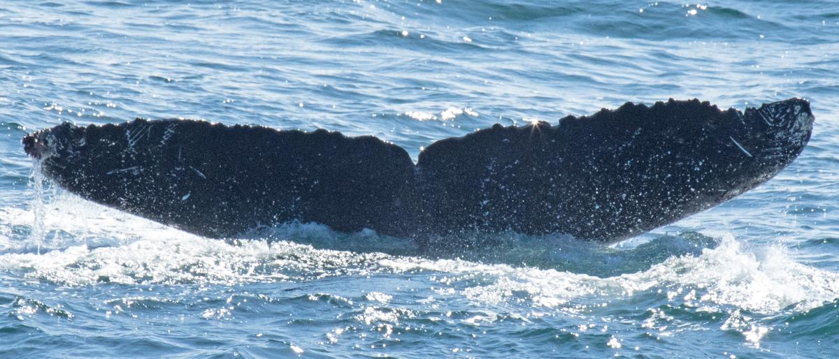 Fluke of HW-MN0420417