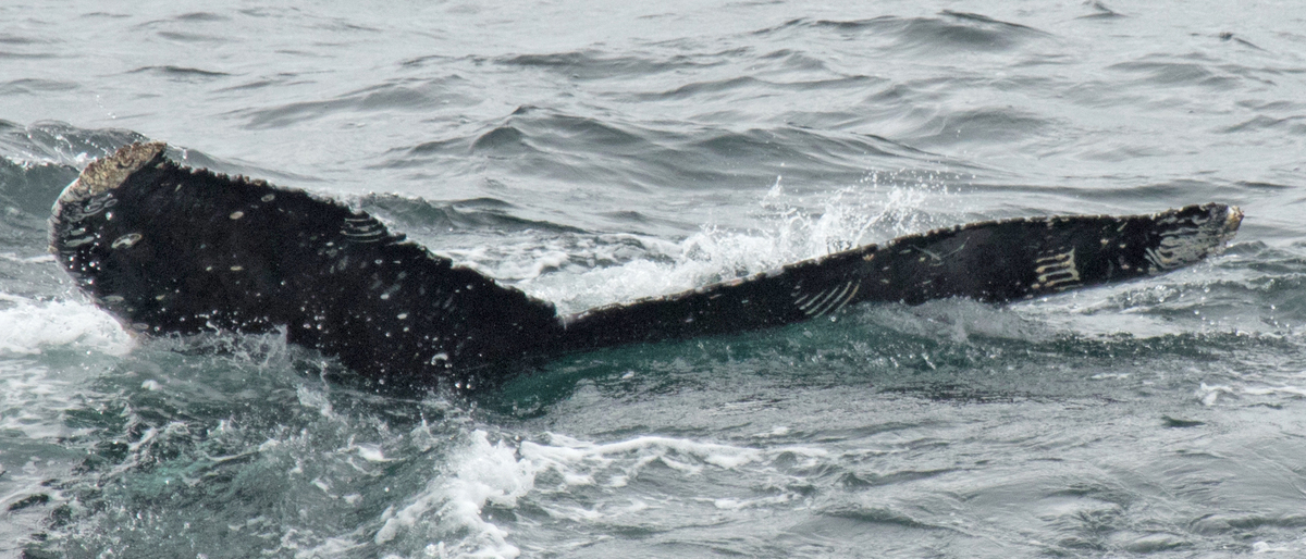 Fluke of HW-MN0420420