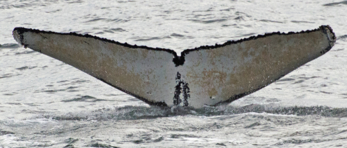 Fluke of HW-MN0420432