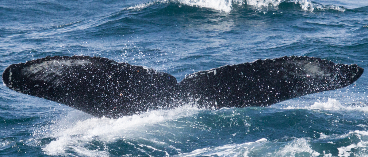 Fluke of HW-MN0420438