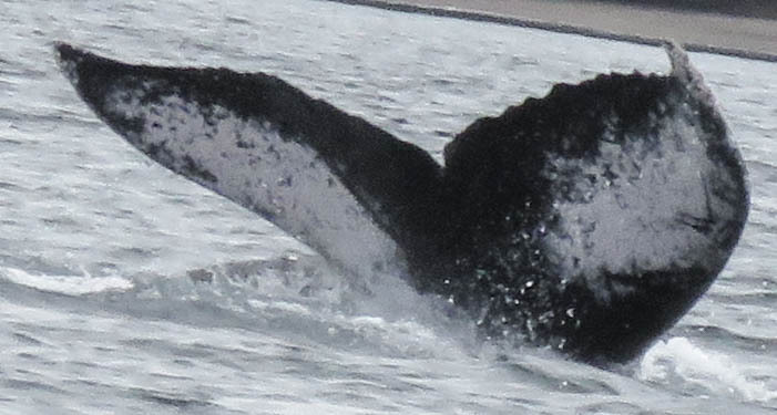 Fluke of HW-MN1300899