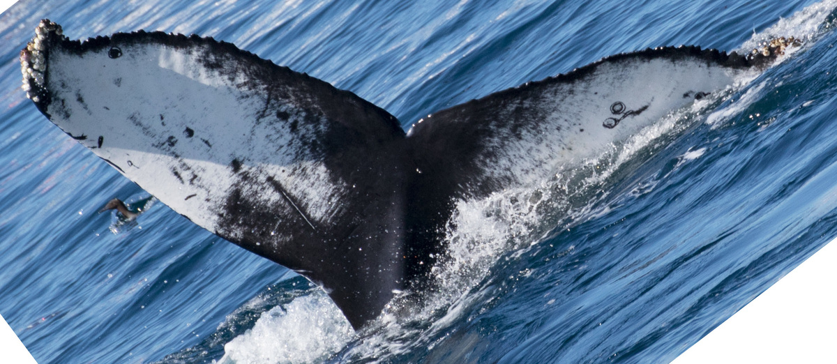 Fluke of CRC-17607