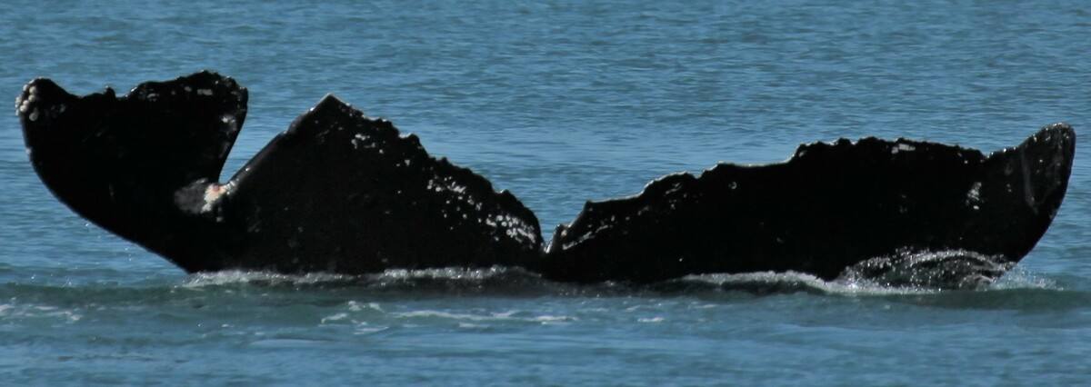 Fluke of Wedgey (Alaska)