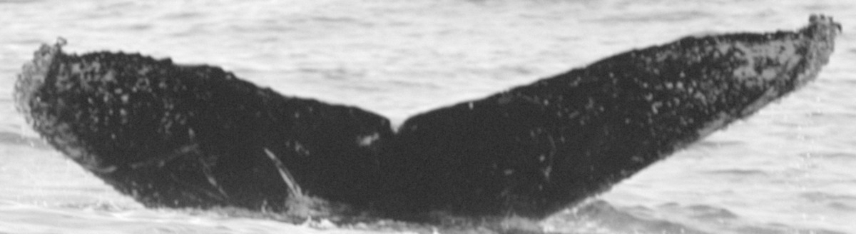 Fluke of CRC-14051