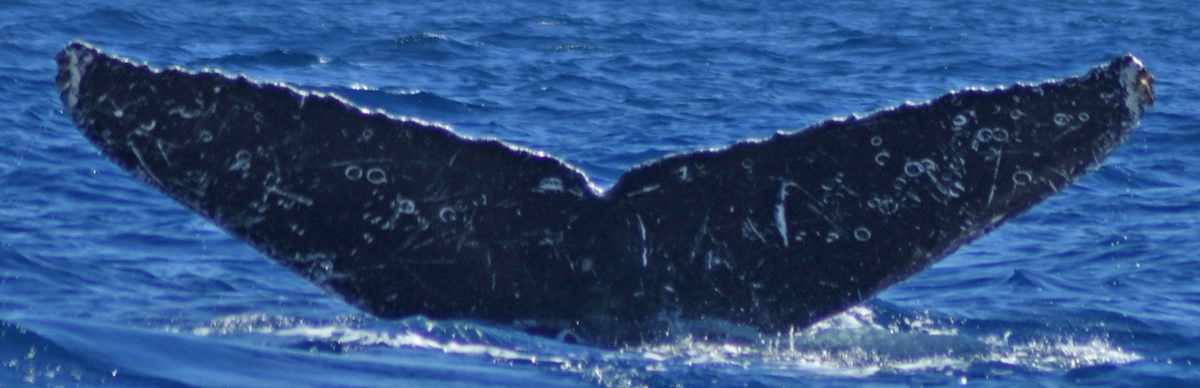 Fluke of CRC-13669