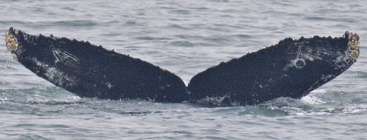 Fluke of CRC-17785