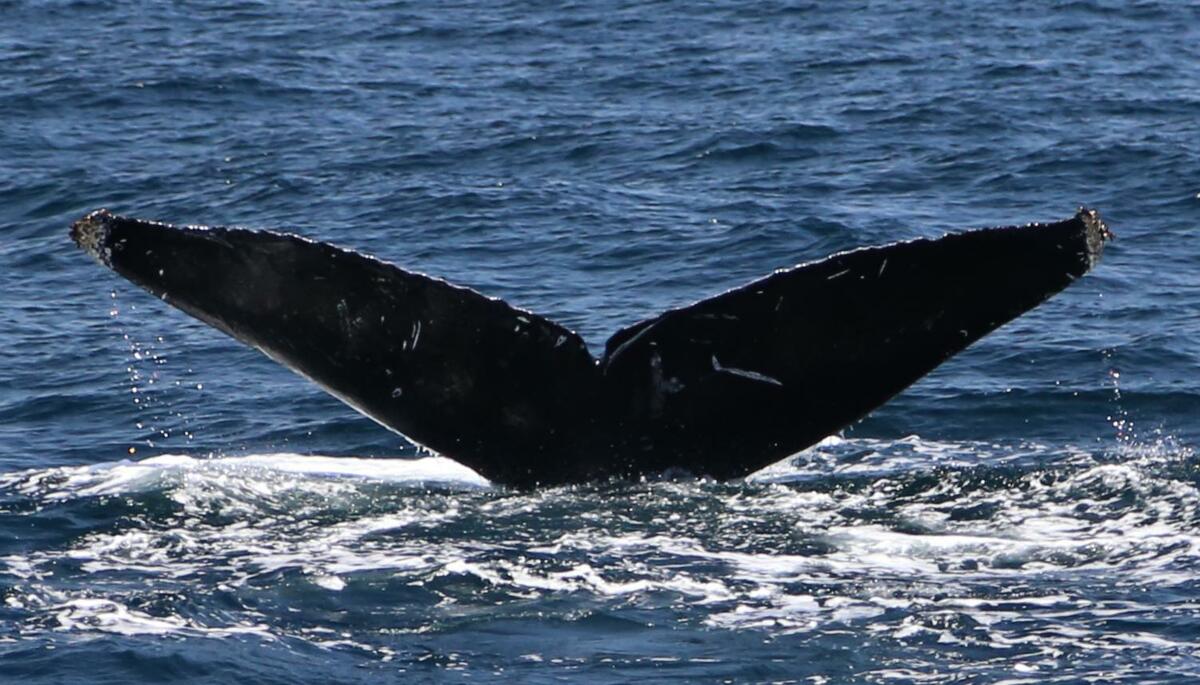 Fluke of CRC-16254