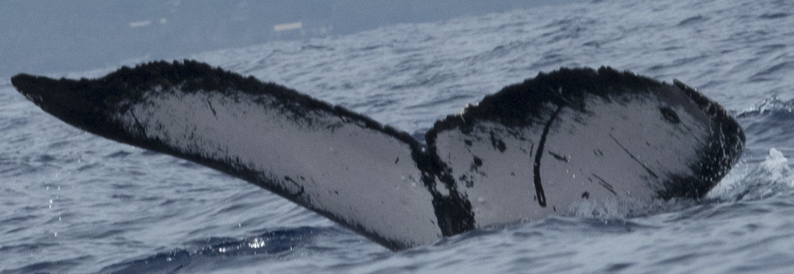 Fluke of Maui Rhino aka Spike (Hawaii)