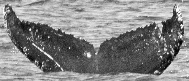 Fluke of Cooper (San Francisco Bay)