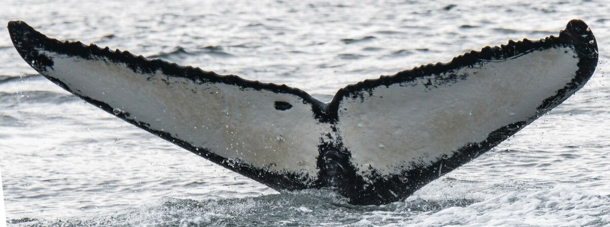 Fluke of Selene (FS)