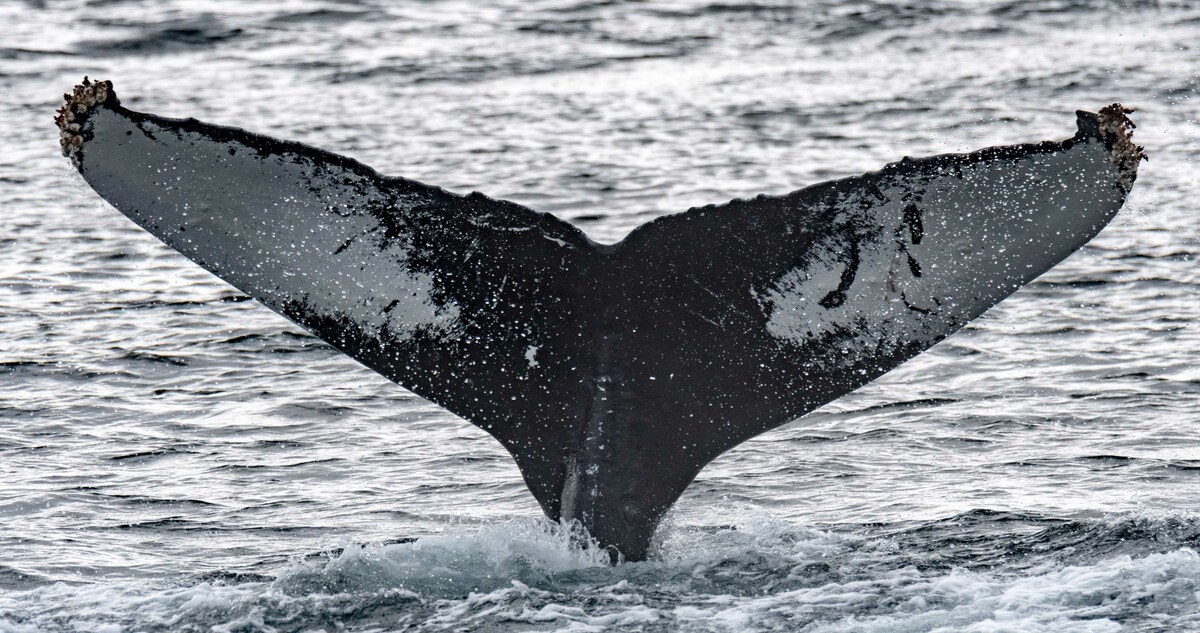 Fluke of Ulrike (SE Alaska)