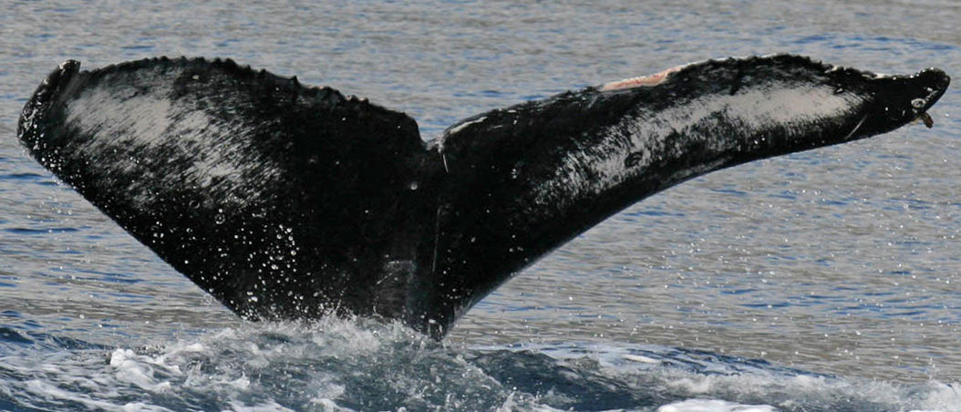 Fluke of HW-MN0440474