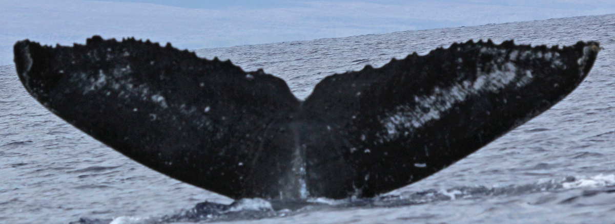Fluke of HW-MN0440479
