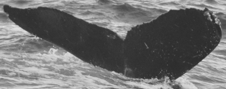 Fluke of HW-MN0440491