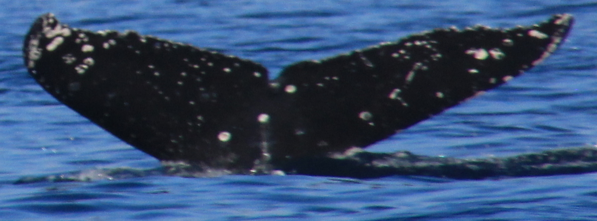 Fluke of HW-MN0440494