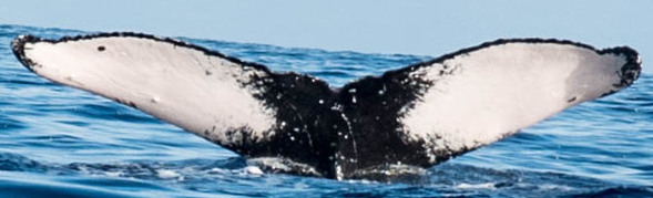 Fluke of LadyJ (Hawaii)