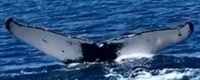 Fluke of HW-MN0440501