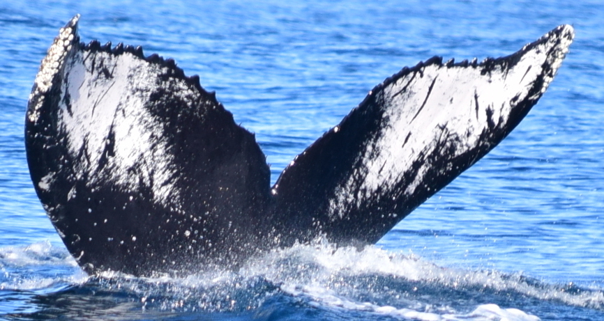 Fluke of CRC-12448