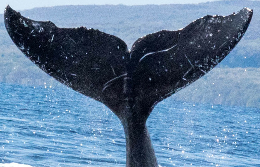 Fluke of HW-MN0440571
