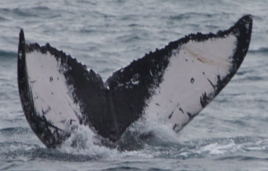 Fluke of HW-MN0440517