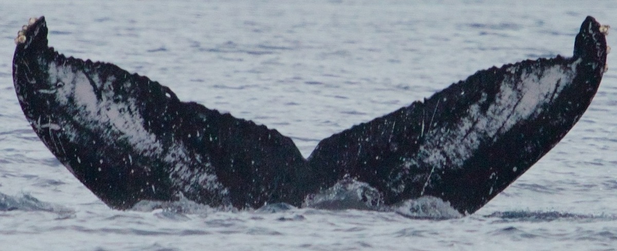 Fluke of Ella Ruth (SE Alaska)