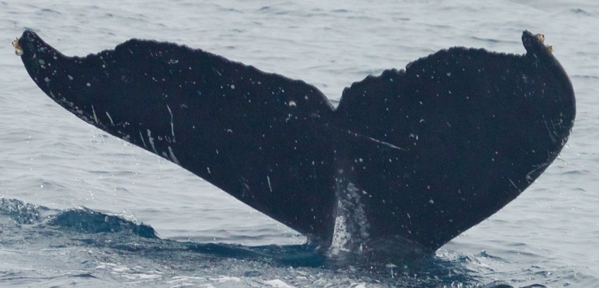 Fluke of Popeye (SE Alaska)