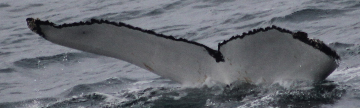 Fluke of HW-MN0104509
