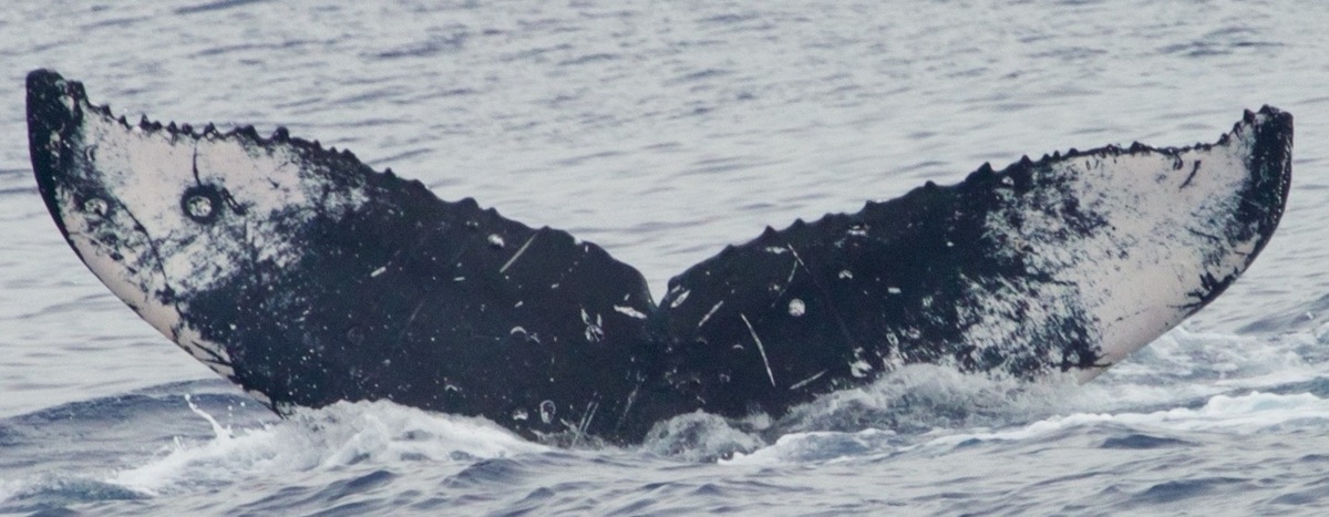 Fluke of CRC-17036