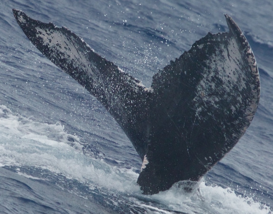 Fluke of HW-MN0440536