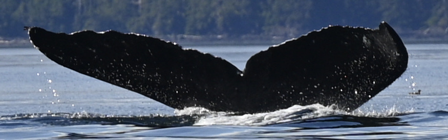 Fluke of HW-MN0401584