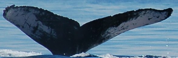 Fluke of HW-MN0440510