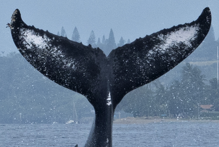 Fluke of HW-MN0440511