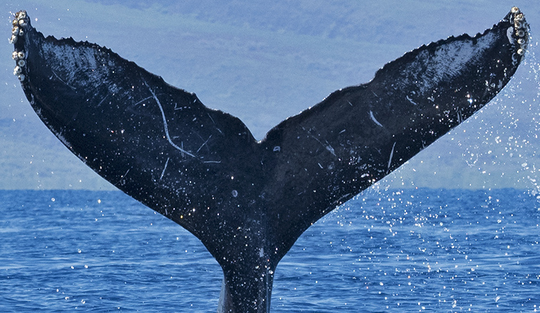 Fluke of HW-MN0440531