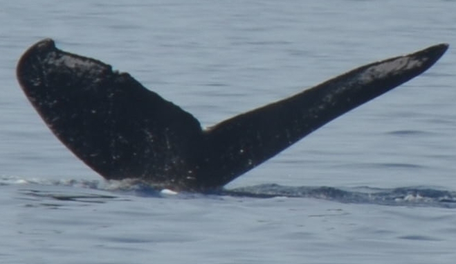 Fluke of HW-MN0440539