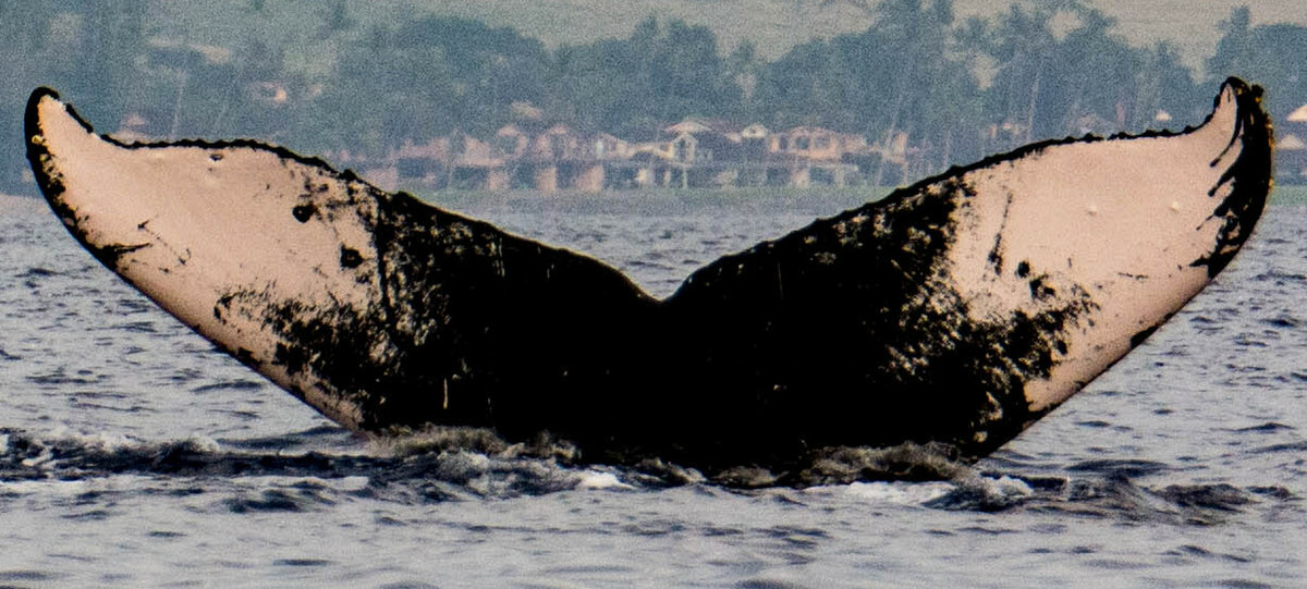 Fluke of HW-MN0440512