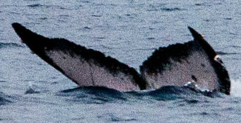 Fluke of HW-MN0440513