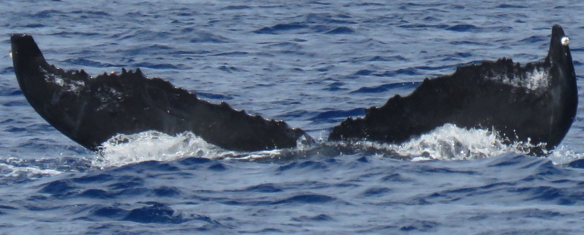 Fluke of HW-MN0440515