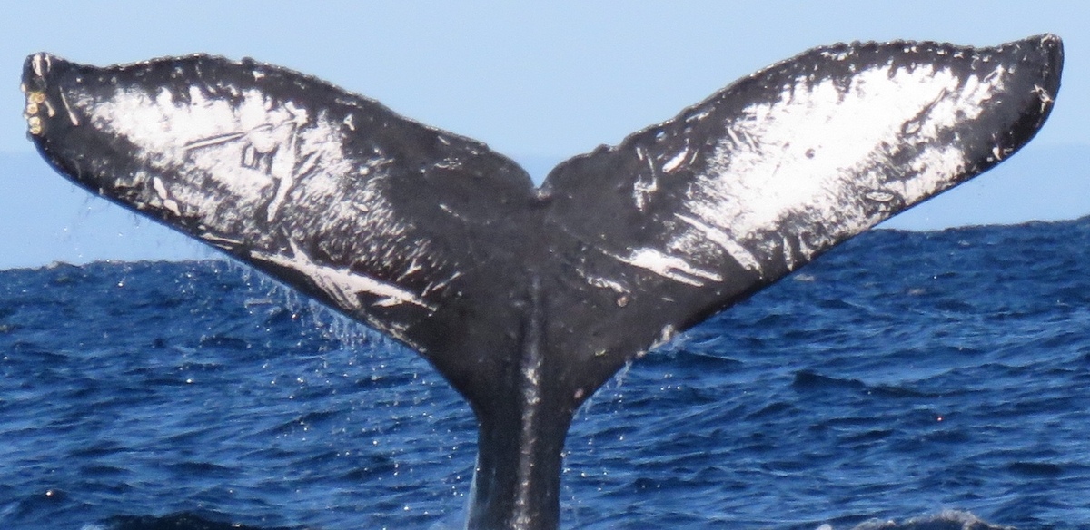 Fluke of SEAK-0955