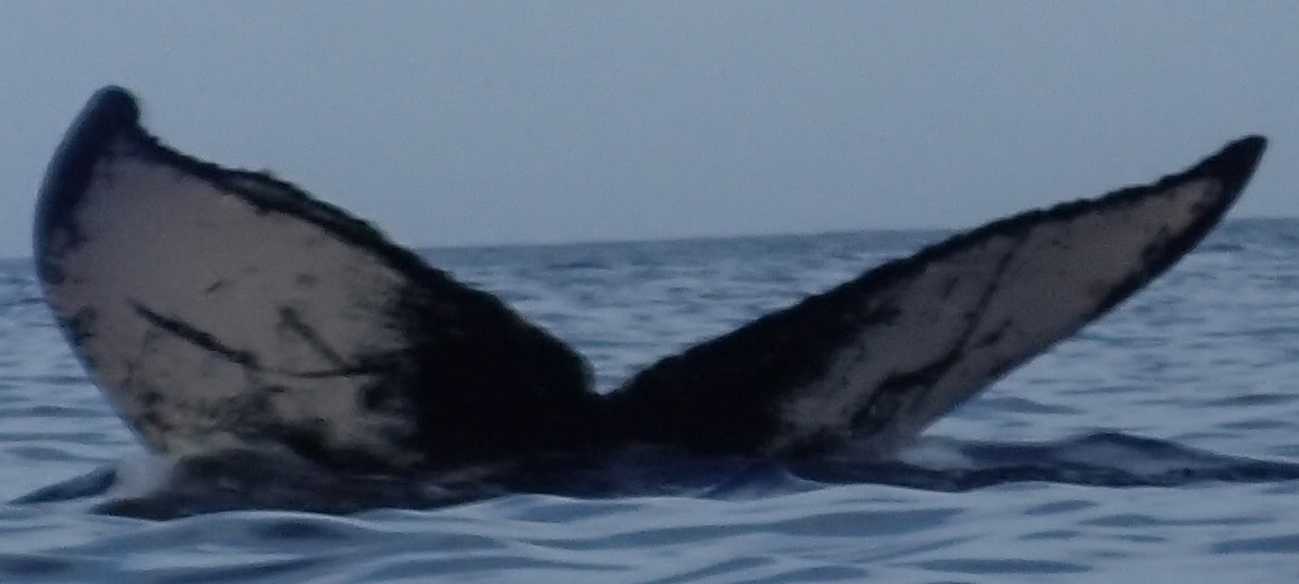 Fluke of HW-MN0440516