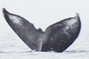 Fluke of HW-MN0440520