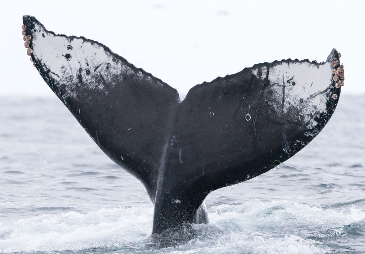 Fluke of HW-MN0503943