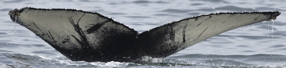 Fluke of HW-MN0503948