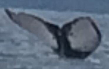 Fluke of HW-MN0440521