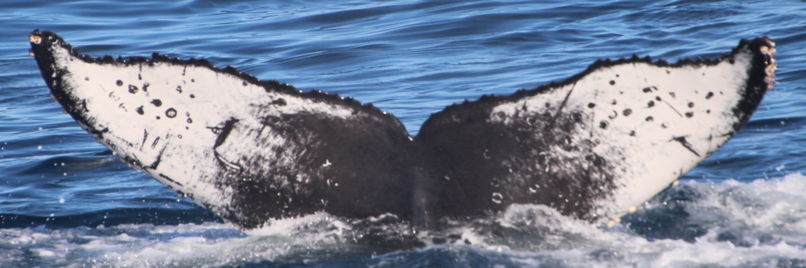 Fluke of HW-MN0503953