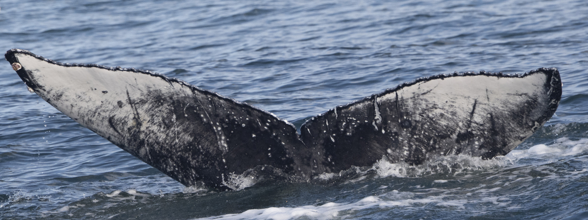 Fluke of HW-MN0503954
