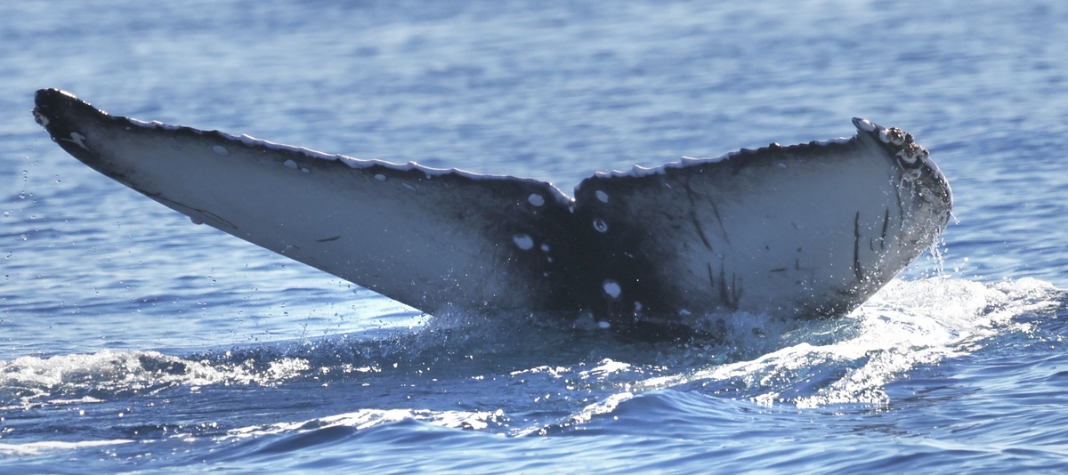 Fluke of 2024-2025 calf of Jolly Roger